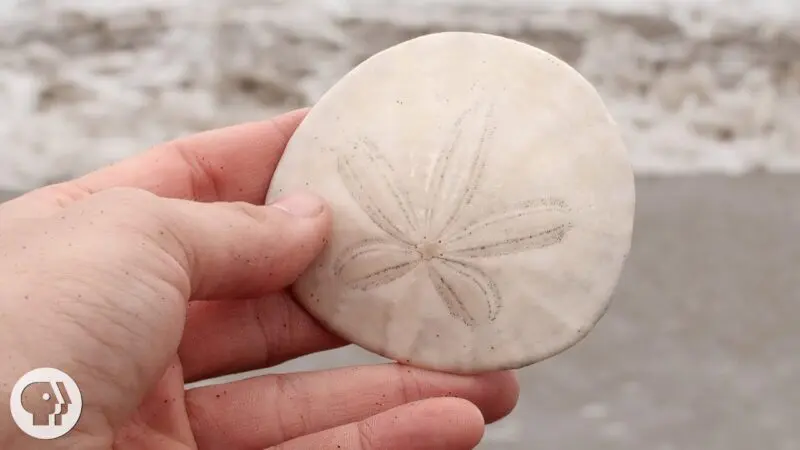 Sand Dollar Spiritual Meaning: Uncovering the Symbolism