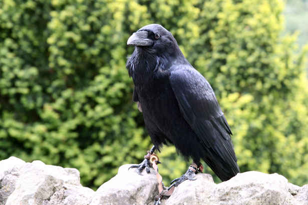 Crow totem