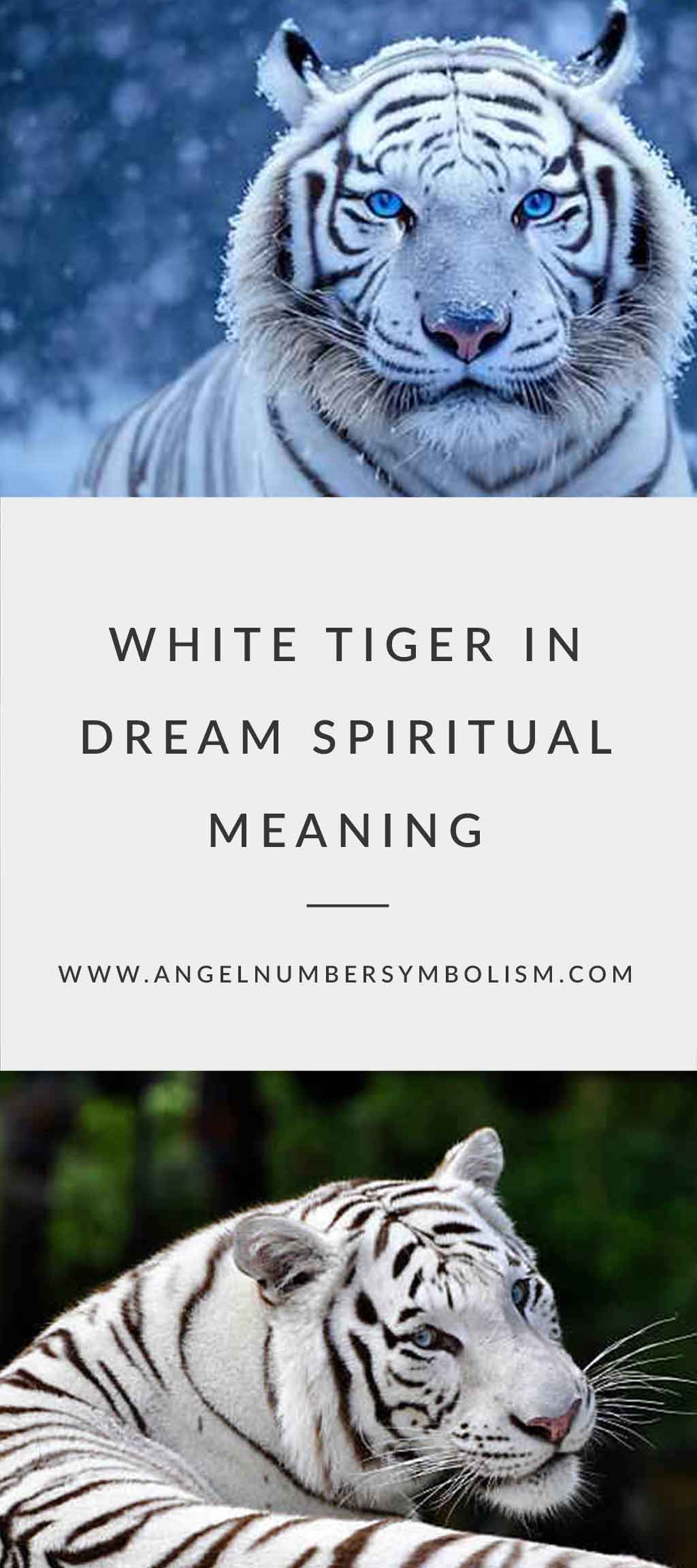 White tiger Spiritual meaning and symbolism