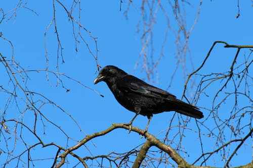 Crow Smybolism