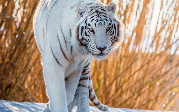 White tiger Spiritual meaning