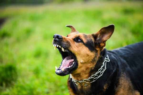 Spiritual Meaning of Dog Attack