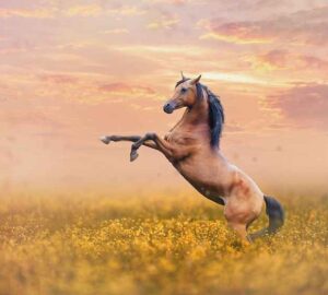 Wild Horse Tamed Spiritual Metaphor