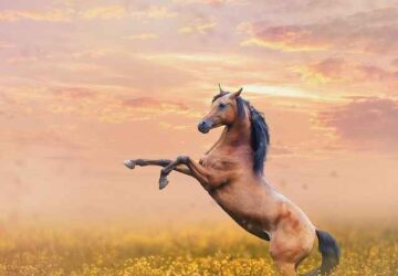 Wild Horse Tamed Spiritual Metaphor