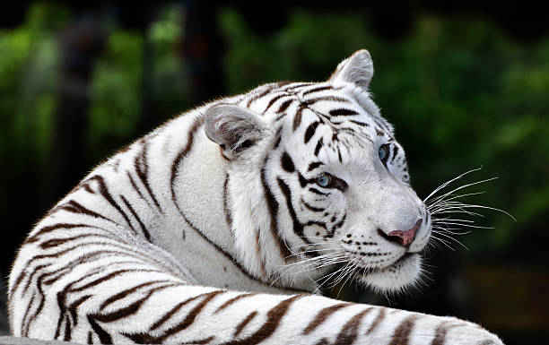 White tiger symbolism
