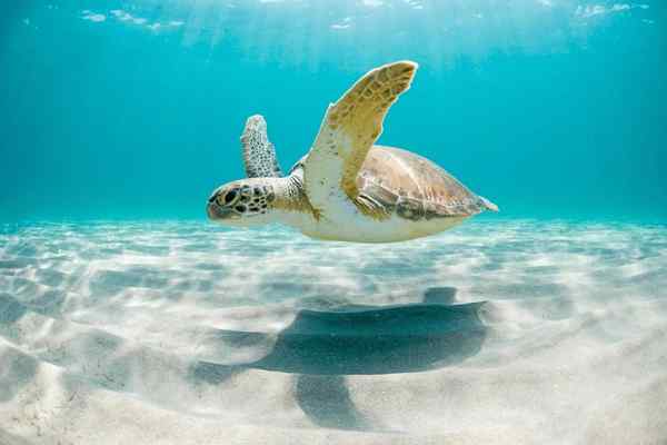 Dreaming of Turtles in Water