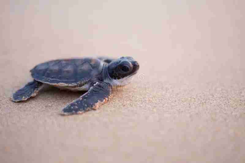 baby sea turtle way to i used canon d mm take shot 138295799