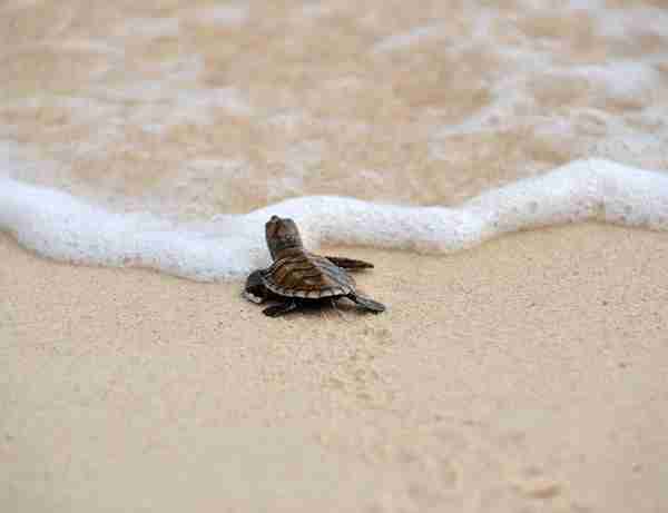 baby turtle prepare head sea 600nw 1677964735