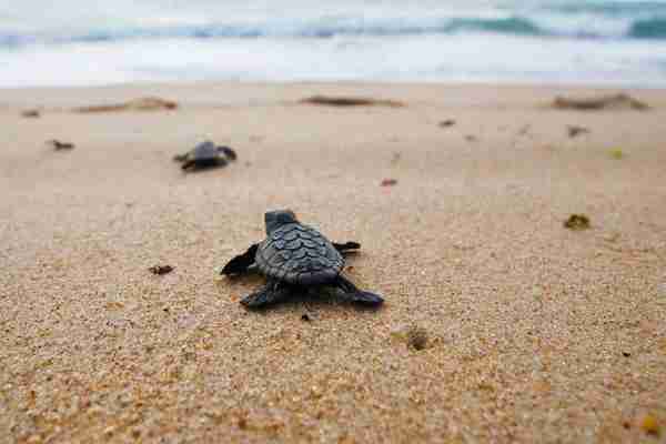 depositphotos 379838052 stock photo baby sea turtle hatchling loggerhead