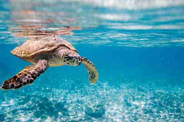 depositphotos 4640432 stock photo hawksbill sea turtle swimming indian